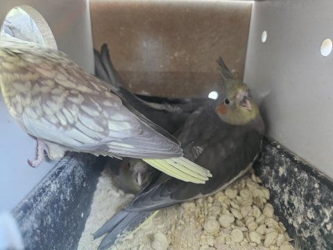 Yeni Yeme Düşmüş Sultan Papağanı Yavrular