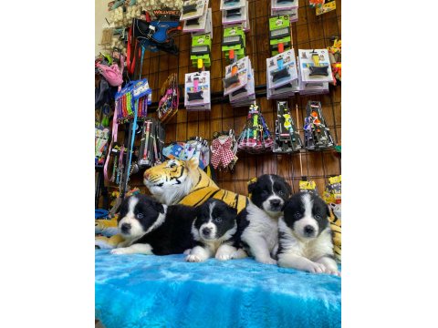 Enerjisiyle Hayatınıza Neşe Katacak Border Collie!