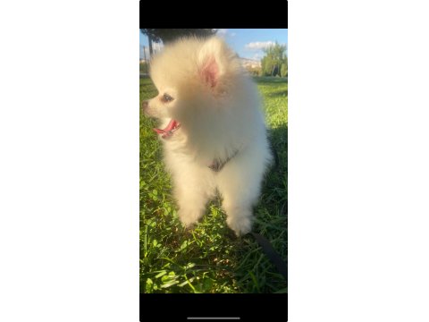 3 Aylık Dişi Pomeranian Teacup