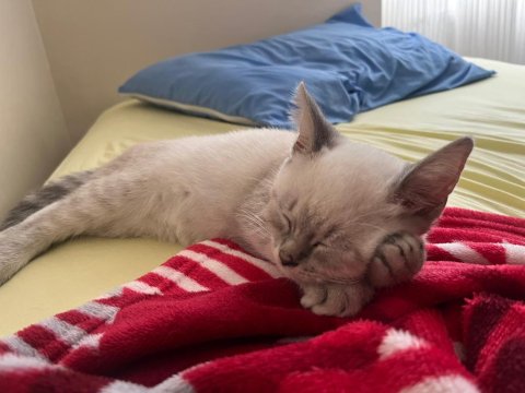 British Shorthair Blue Point Evladımı Sahiplendiriyorum