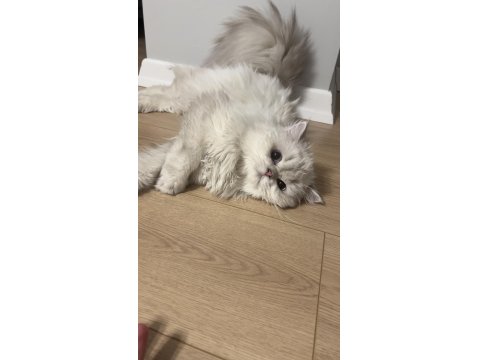 Oyuncu British Longhair Yavrumuz Cakır