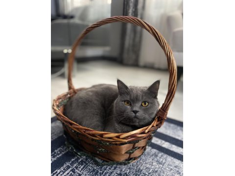 Acil Sahiplendirme British Kedimiz 4 Yaşında