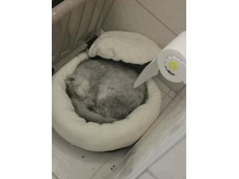 9 Aylık Scottish Straight Longhair Aşıları Tam Tuvalet Eğitimi Var