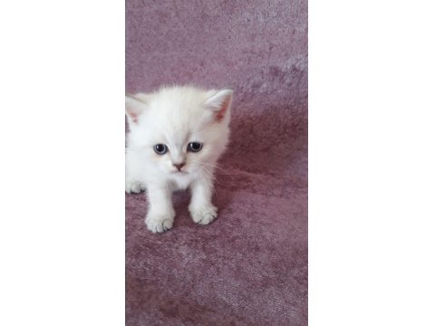 Irk Ve Sağlık Garantili Ayı Surat British Shorthair Bebekler
