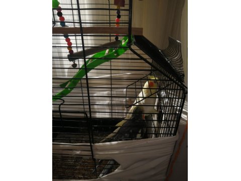 Sağlıklı Takım Sultan Papağanı