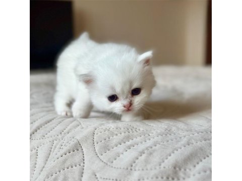 Beyaz Zarafet Silver British Shorthair