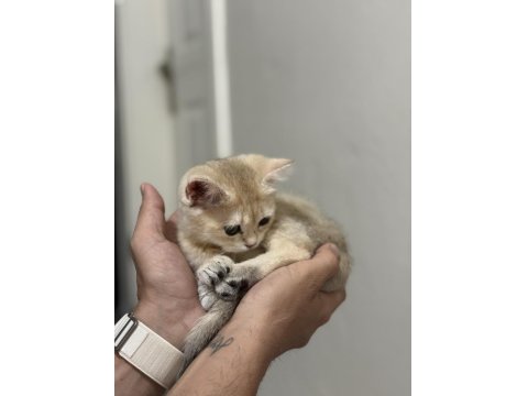 Ny11 Golden British Shorthair