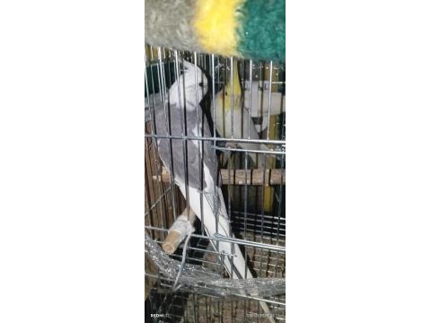 Yavru Alınmış Çift Sultan Papağanı