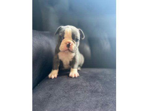 Blue French Bulldog