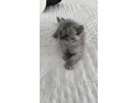 Kedi Yavrularımıza Yuva Arıyoruz British/Scottish