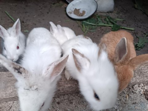 Yerli Irk Tavşanlar