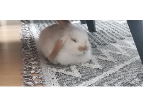 Hollanda Lop Tavşanı