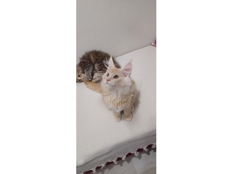Anne Baba Şecereli Safkan Yavru Maine Coon