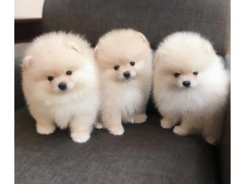 Sevimli Pomeranian Yavruları
