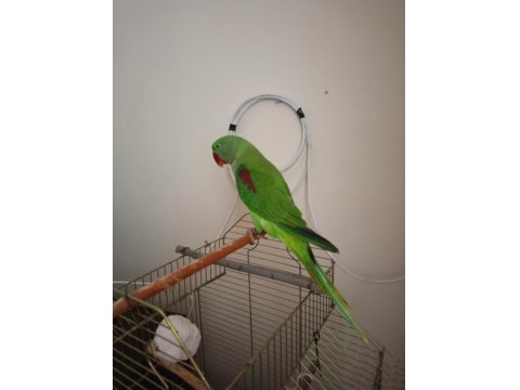Erkek Alexander Papağanı 10 Aylık