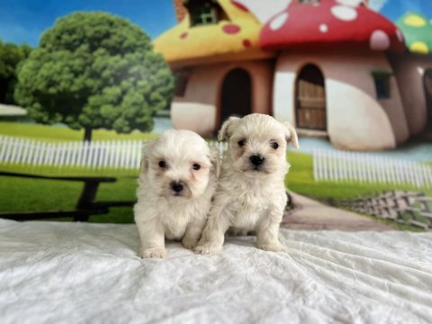 Maltese Yavru Köpekler