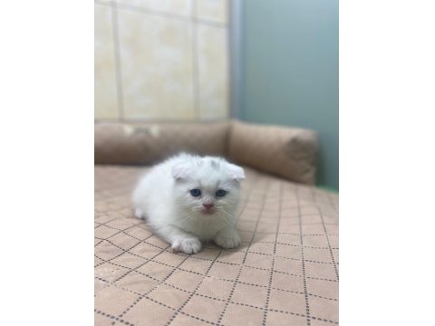 K9 Avrupa Çitliğinden Irk Ve Sağlık Garantili Brıtısh Ve Scottish Yavruları