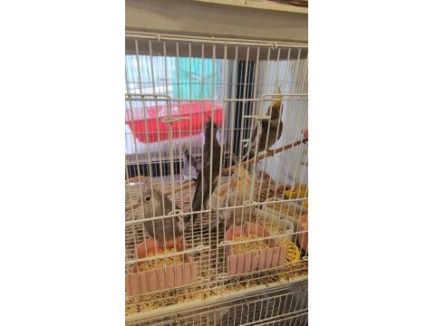 Yavru Yetişkin Sultan Papağanı