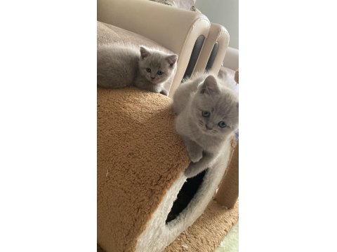 British Shorthair Lilac