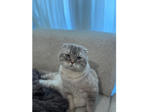 Ücretsiz Verilecek Scottish Fold
