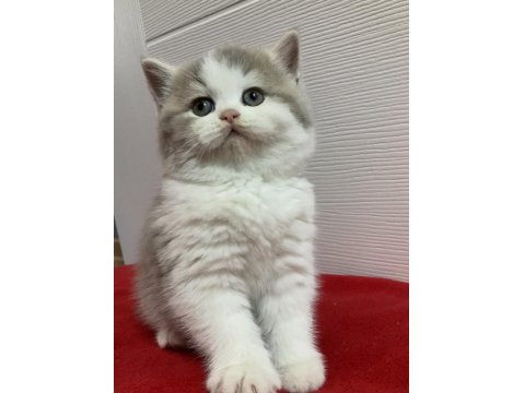 British Longhair Bicolor Kedimiz