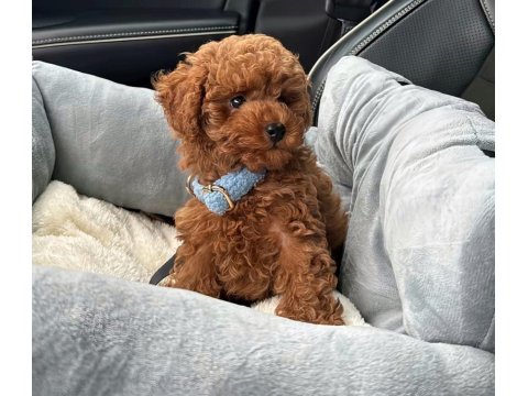 Safkan Toy Poodle