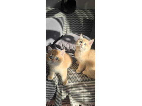 British Shorthair Golden Ny12 Yavrular