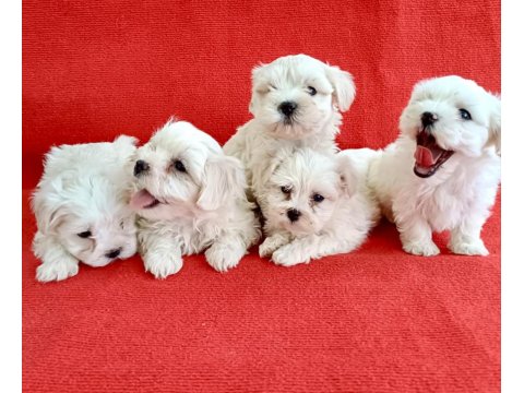 Maltese Terrier Yavrular Irk Sağlık Garantili