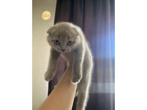 Scottish Fold Yavrusu