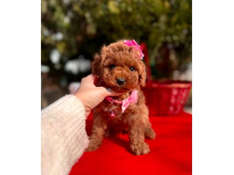 Safkan Toy Poodle Yavrularımız