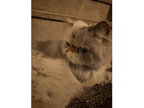 Sokağa Terk Edilmiş Evcil İran Kedisi