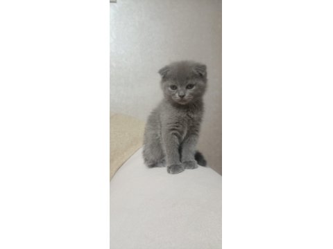 Scottish Fold 24 Nisan Doğumlu 2 Aylık Kediler
