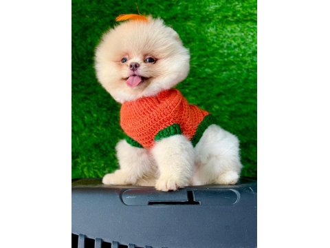 Orijinal Pomeranian Yavrumuz