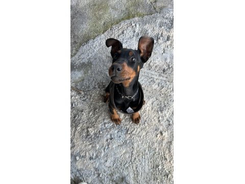 Doberman Yavrumuz Ateş
