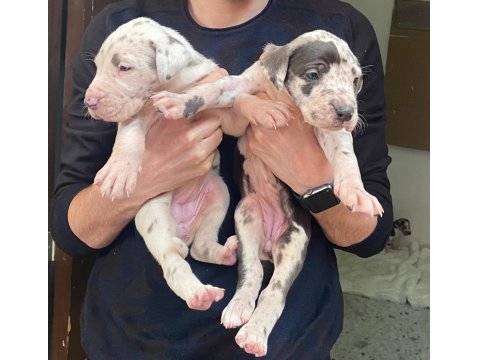 Devasa Bir Köpek İstiyorsanız Yavru Danualarımız İle Tanışın