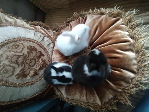 Cüce Tavşan Yavruları İstanbul Beyoğlu