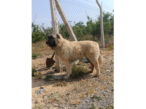 6 Aylık Orjinal Üst Düzey Erkek Yavru Köpeğimiz