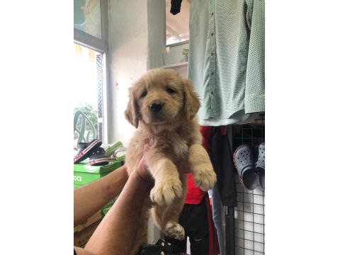 Golden Retriever Güzellikler