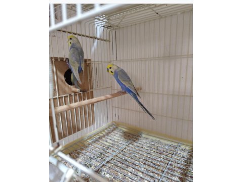 Boncuk Muhabbet Kuşu Kardeşler 25/30 Günlük