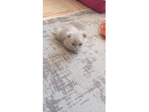 2 Aylık Oyuncu British Shorthair Bebişler
