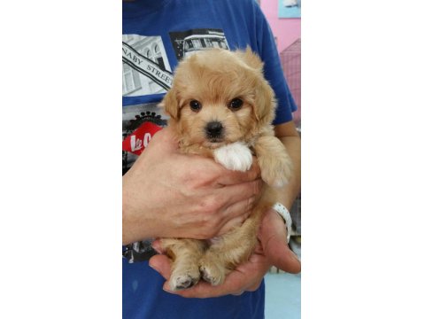 Irk Garantili Maltipoo Yavruları