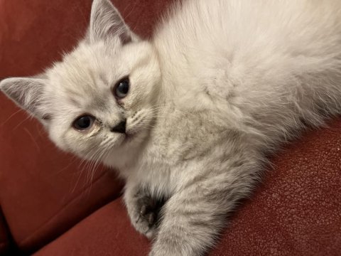 50 Günlük Bluepoint Yavru Kediler