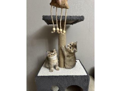 Safkan British Shorthair Ve Scottish Straight Yavrular