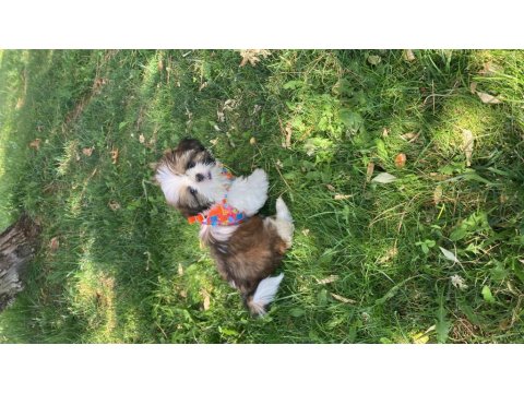 3 Aylık Shih Tzu Erkek