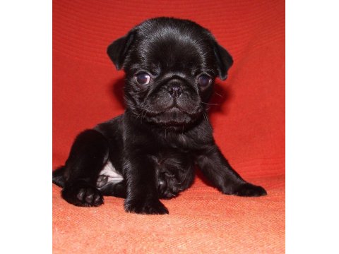 Pug Köpekleri