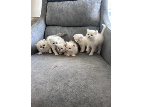 Pofuduk British Yavrular