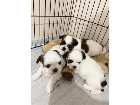 Kendi Shih Tzu Yavrularımız