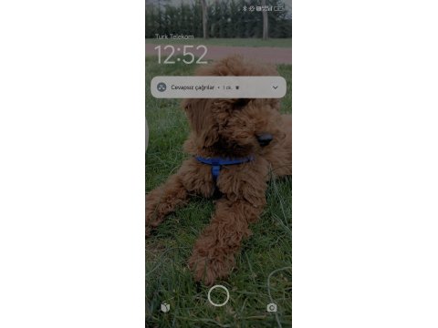 Köpeğimize Sevgi Ve İlgi Verecek Sahipler Arıyoruz