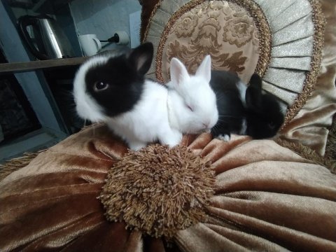 Cüce Tavşan Yavruları İstanbul Beyoğlu