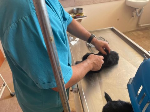 Harika Formatta Yorkshire Yavrular Hepsi Erkektir